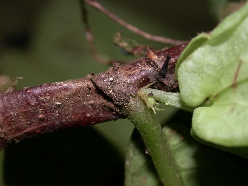 Drymonia 13