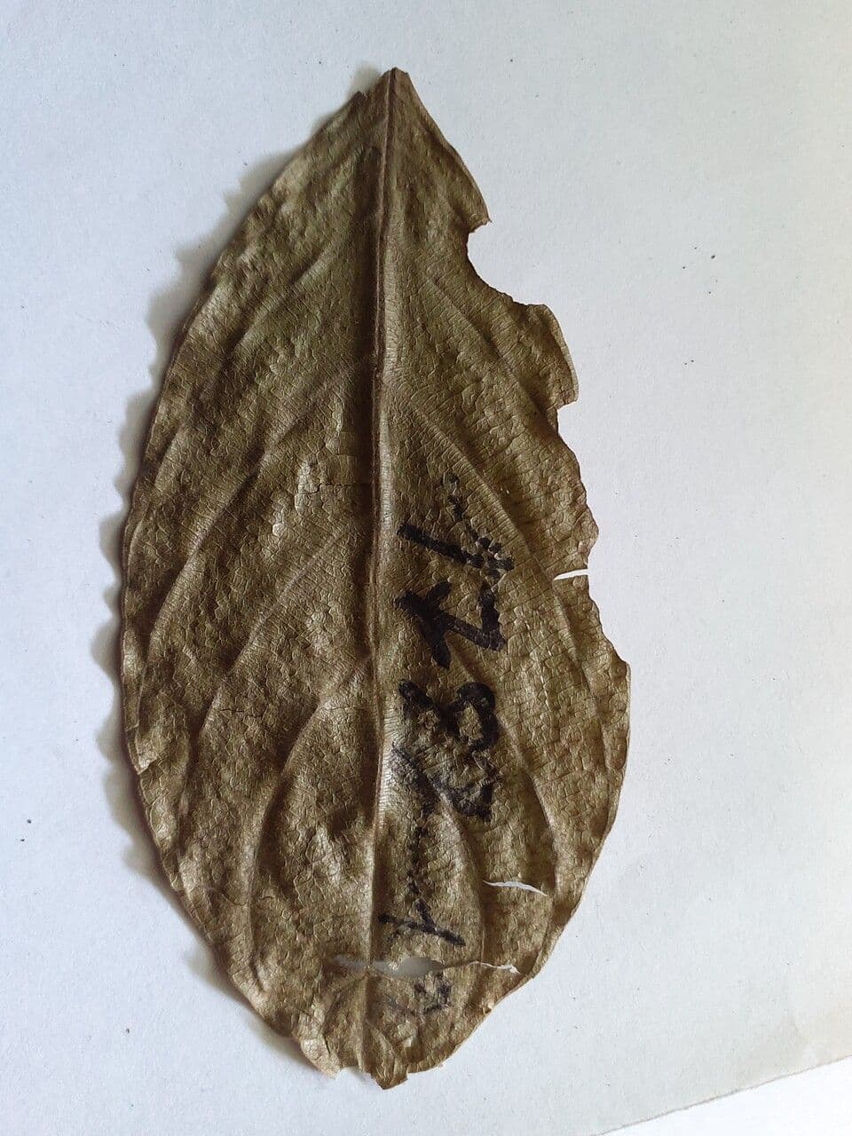 Guarea pubescente 5