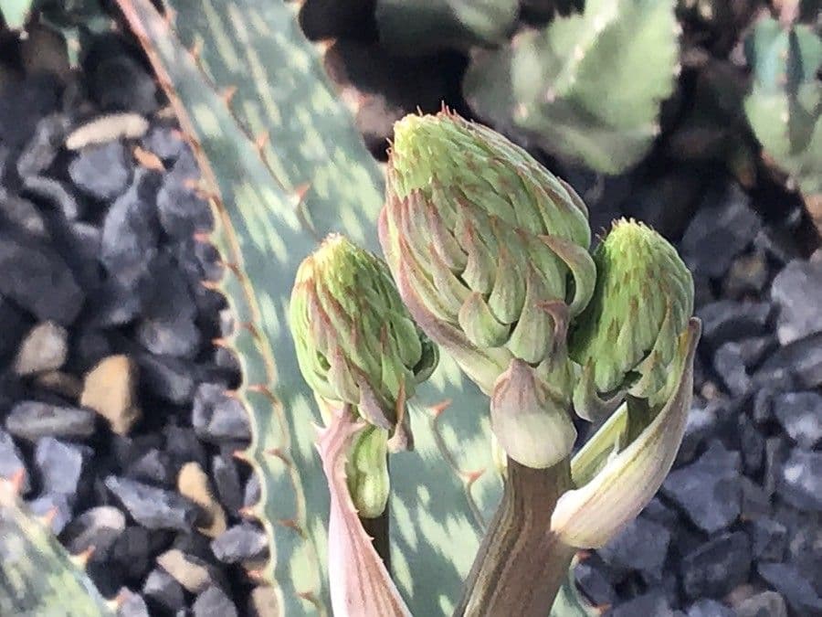 Aloe di Greathead
