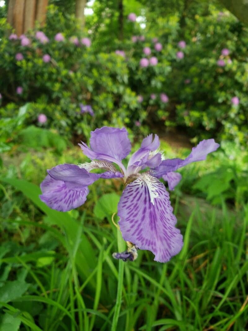Iris dei tetti