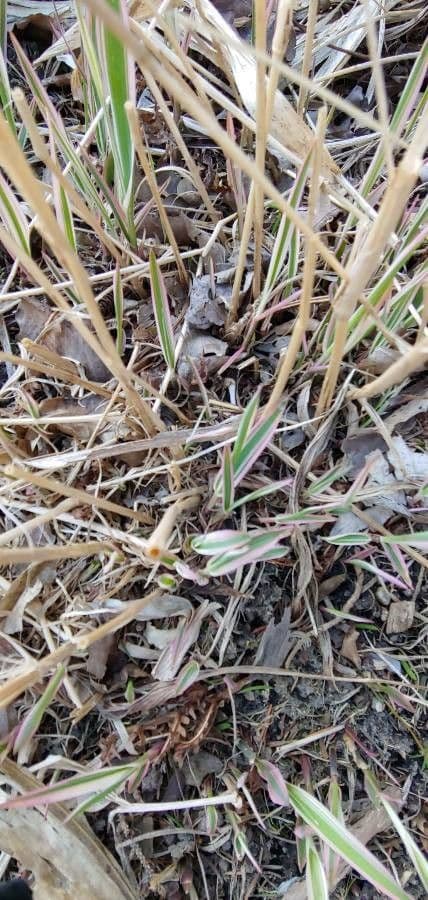 Molinia 19