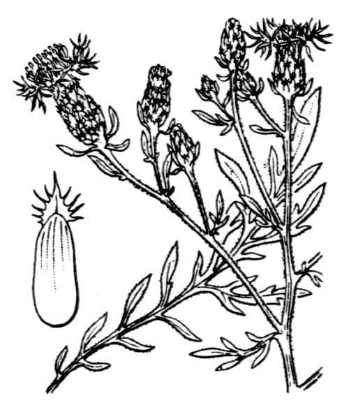 Centaurée paniculée 27