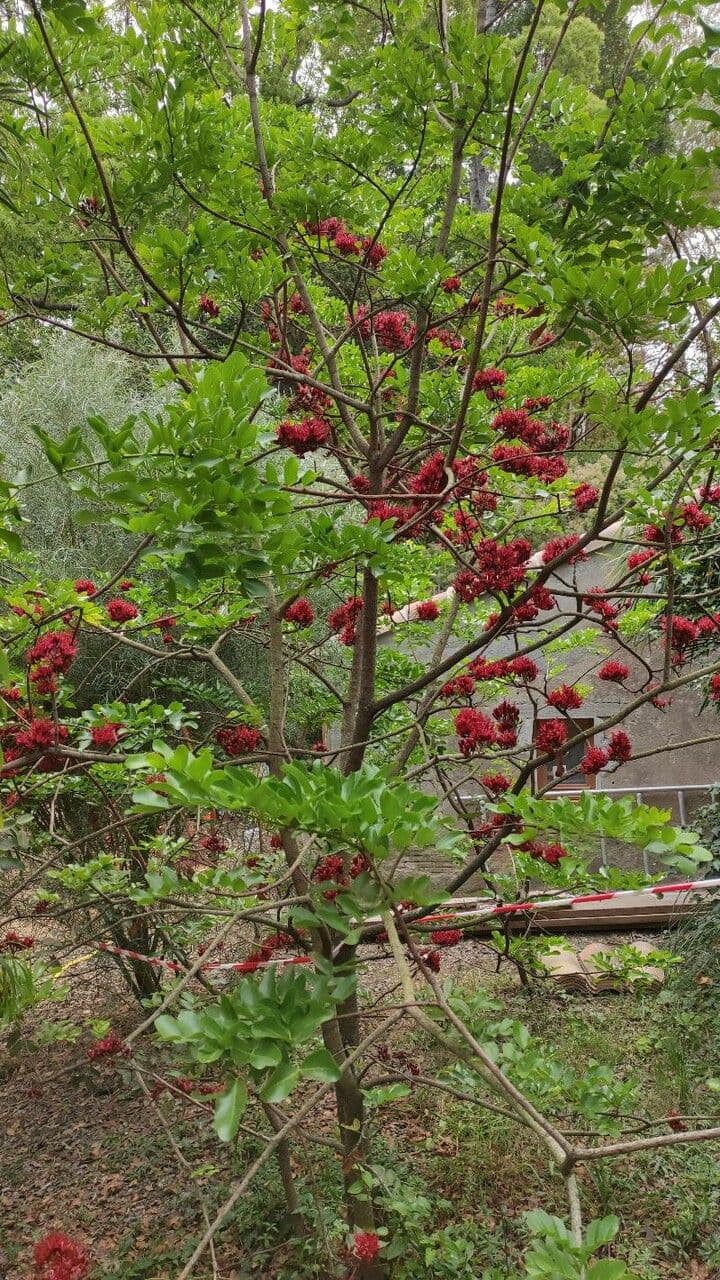 Albero fucsia 12