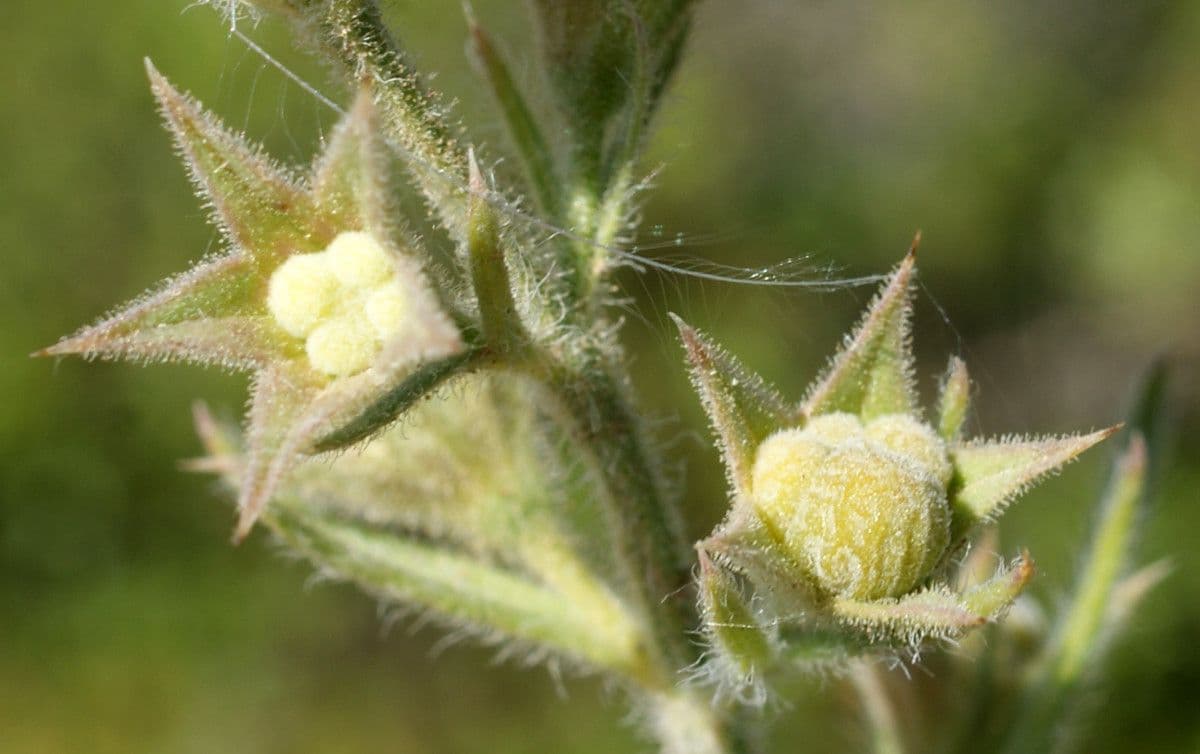 Teucrium pseudochamaepitys 4