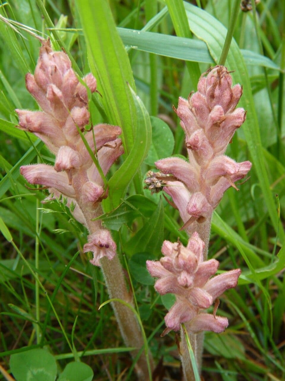Succiamele garofanato 9