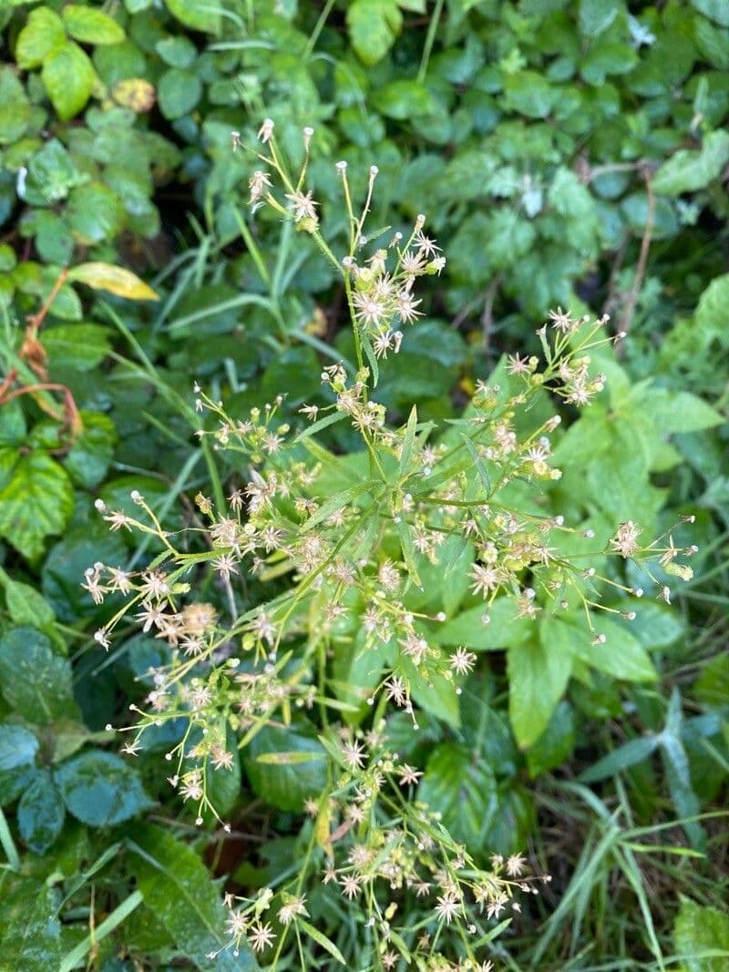 Wald-Simse 8
