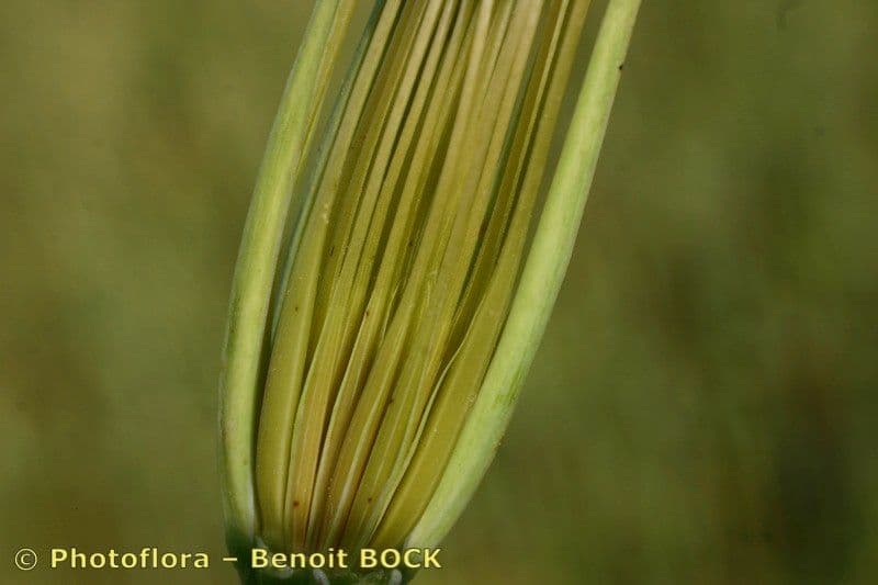 Geropogon hybridus 22