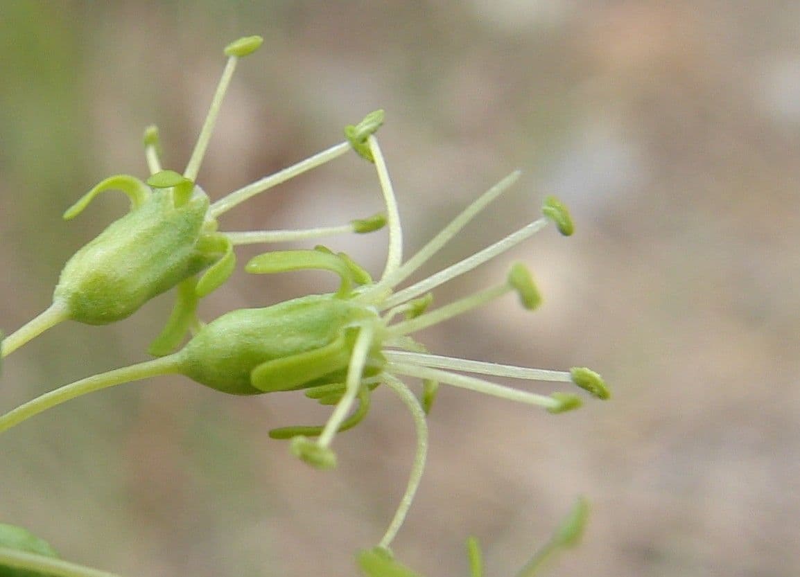 Silene otite 7