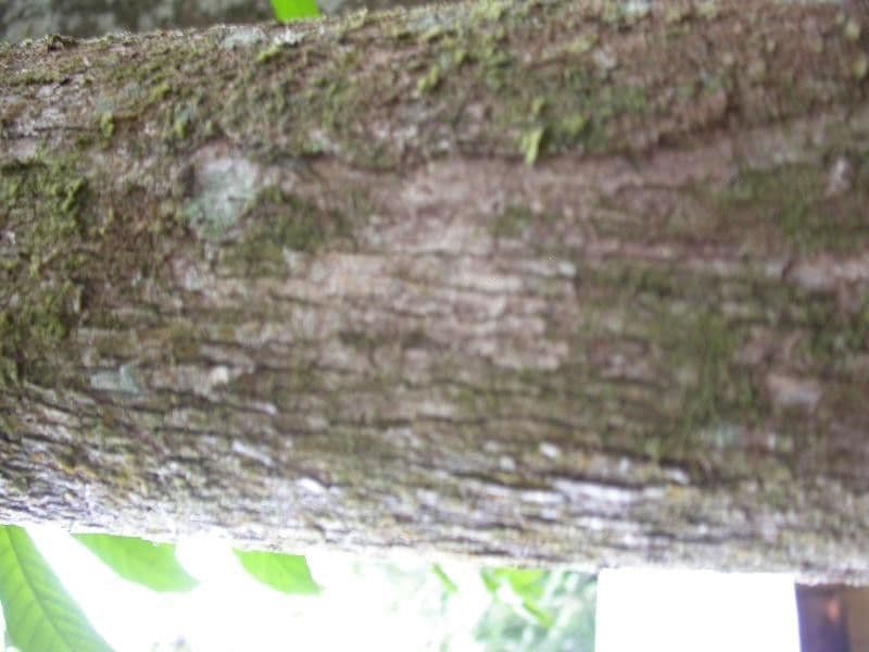 Amanoa 11