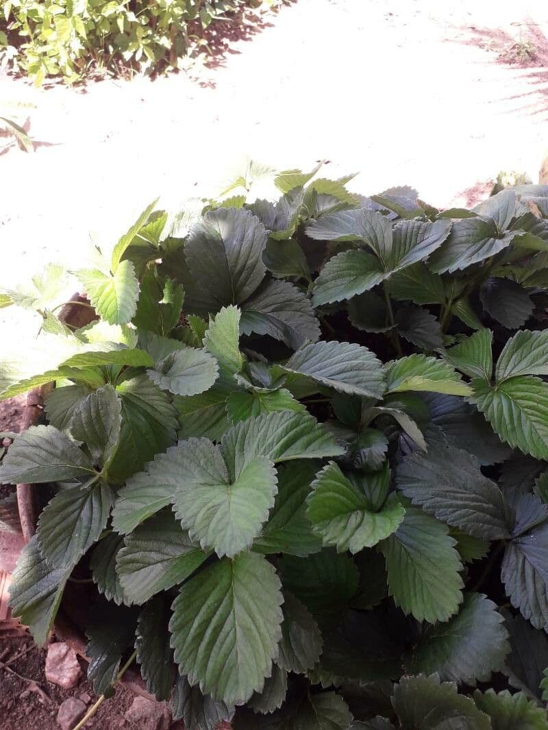 Fragola comune 11