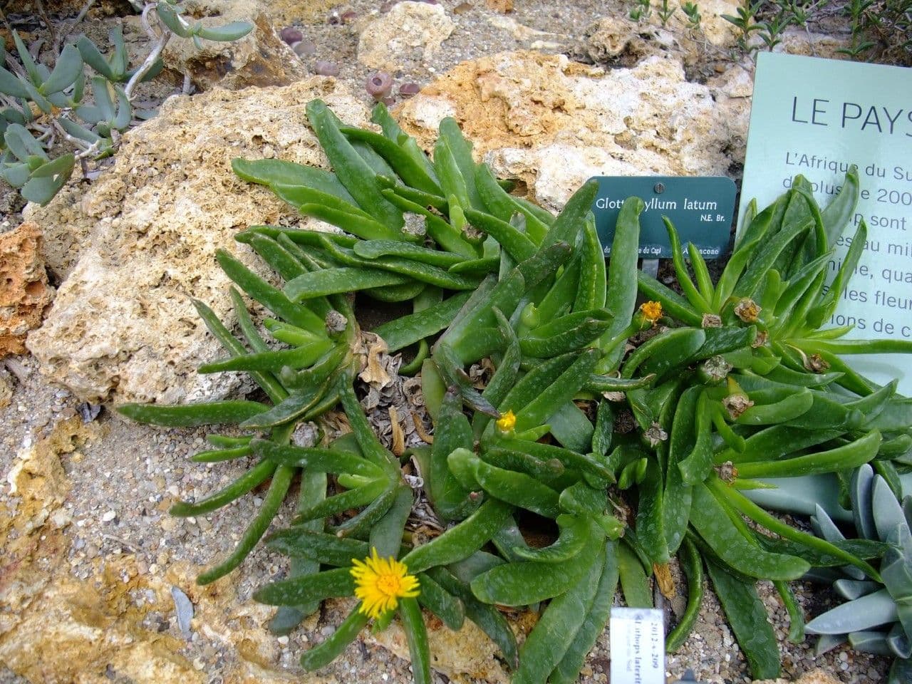 Glottiphyllum 9