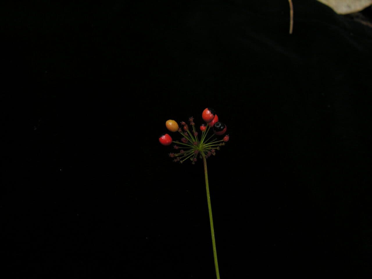 Pseudoginseng 4