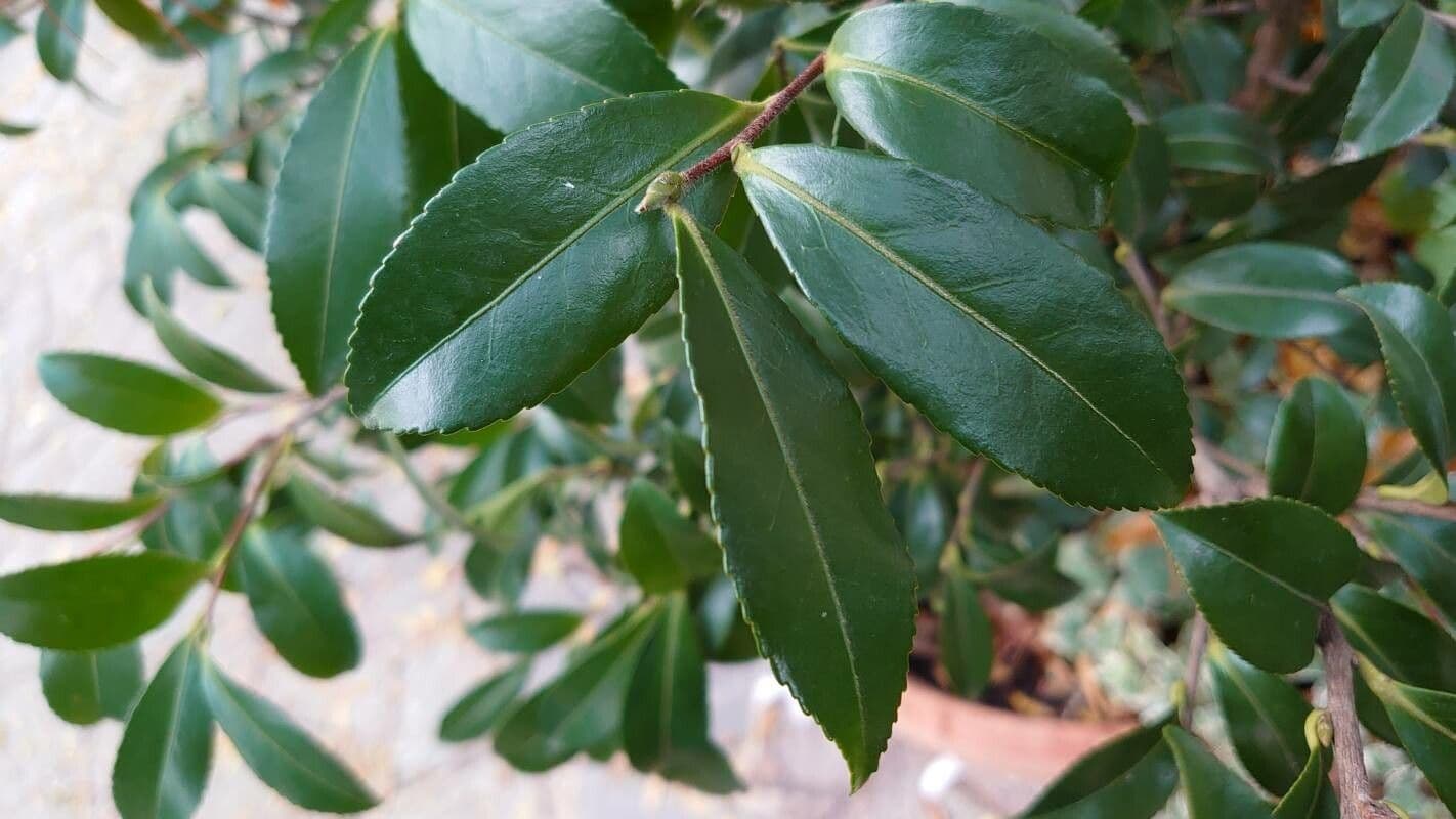 Camelia sasanqua 20
