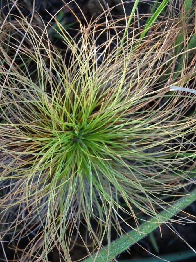 Bulbostylis paradoxa 6