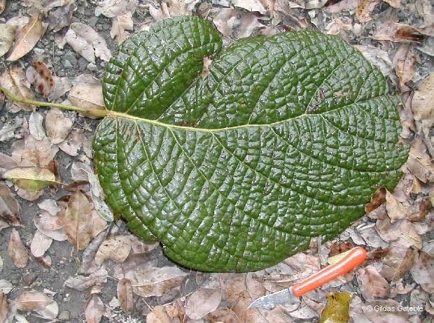 Cryptocarya 7
