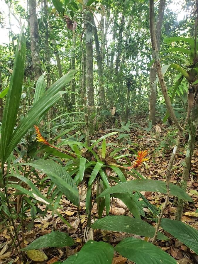 Vriesea 6