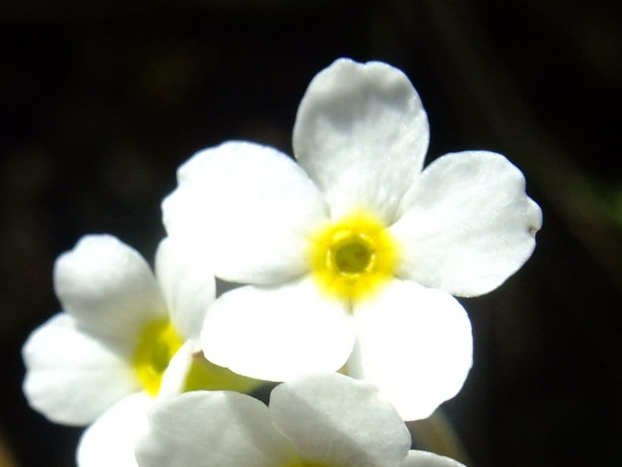 Androsace chamaejasme 5