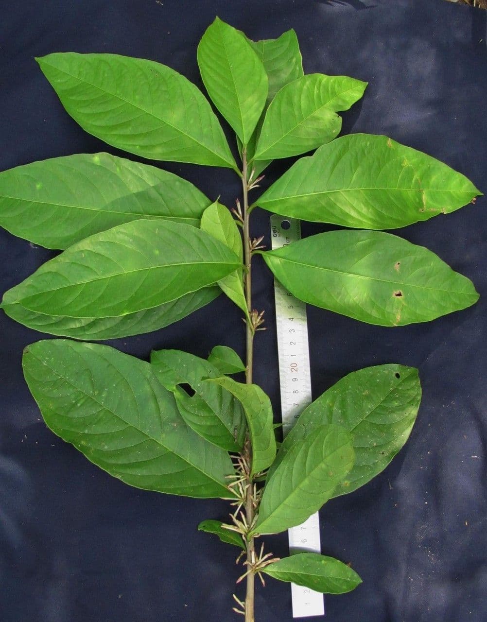 Cestrum 25