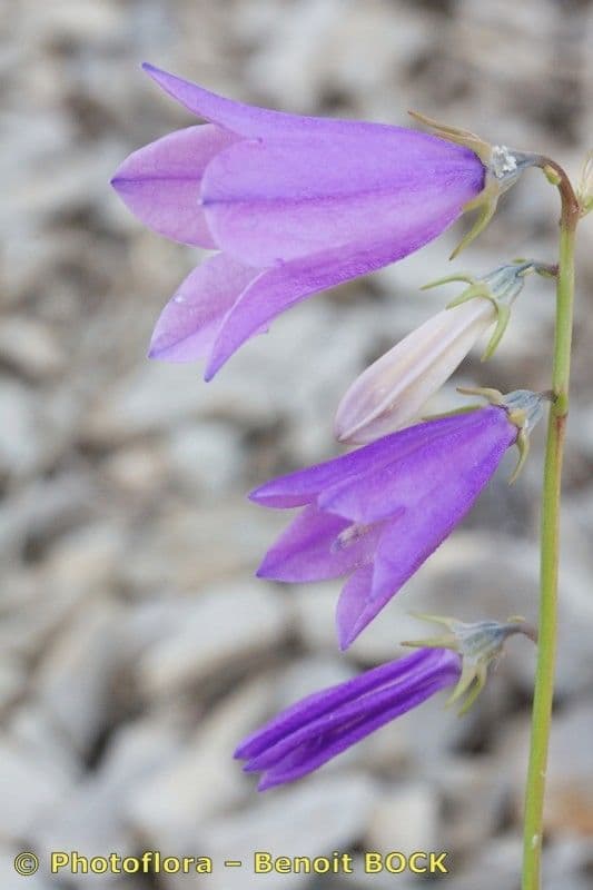 Campanula 6