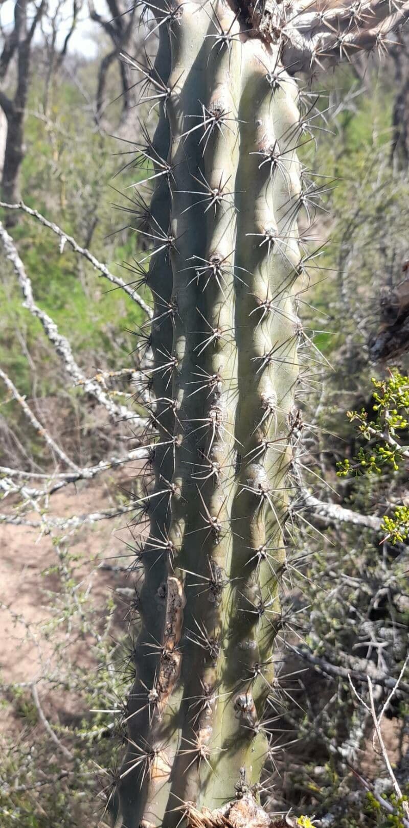 Cereus 15