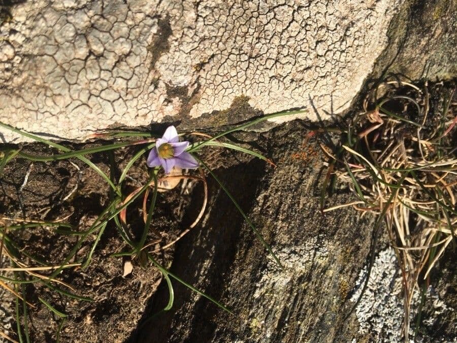 Romulea 9