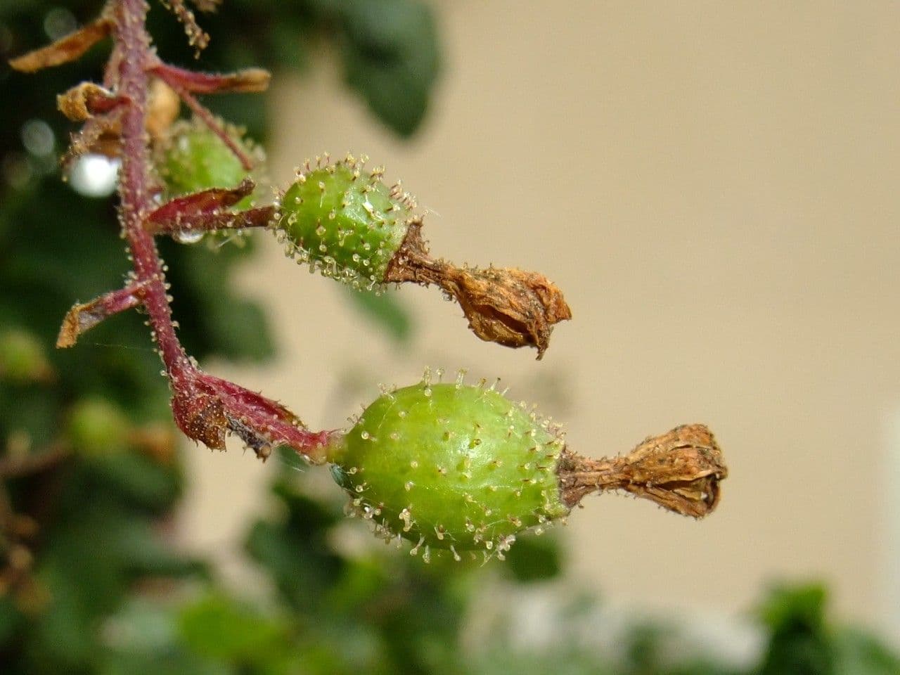 Ribes a fiori 4