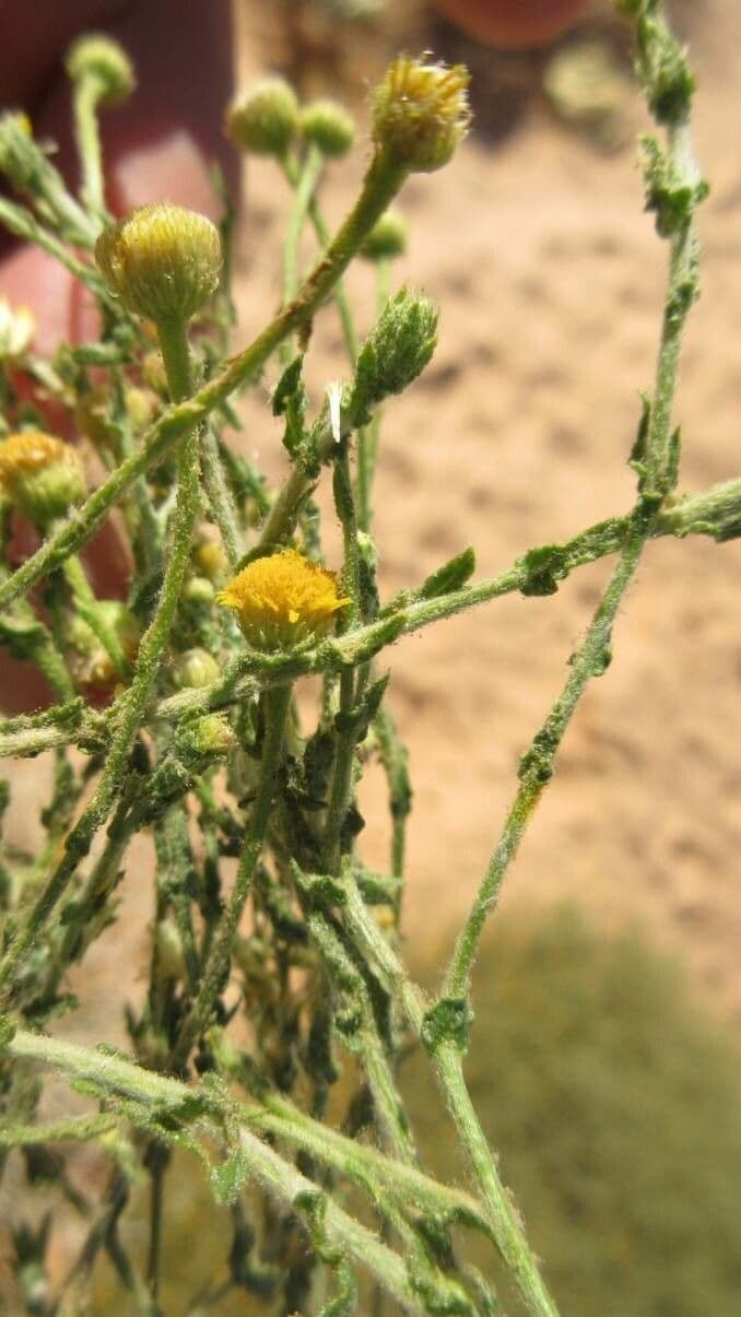 Pulicaria 5