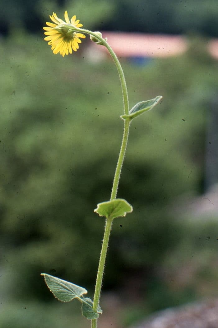 Dorónico 14