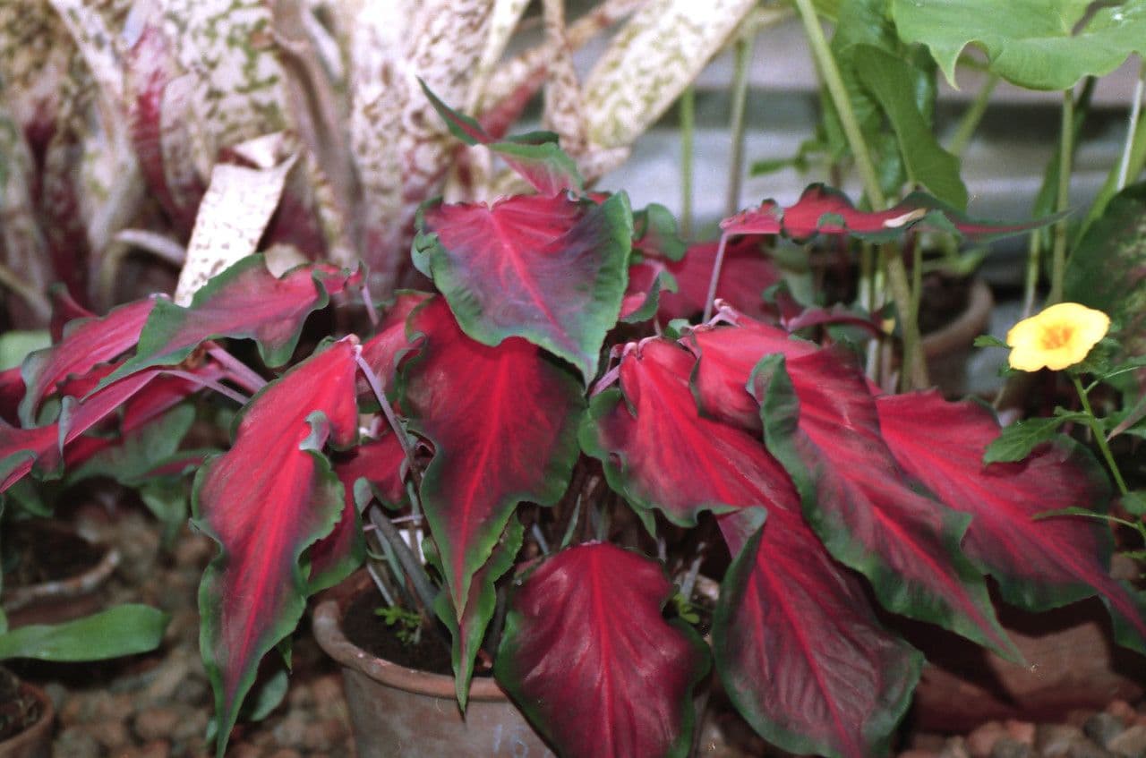 Caladium 9