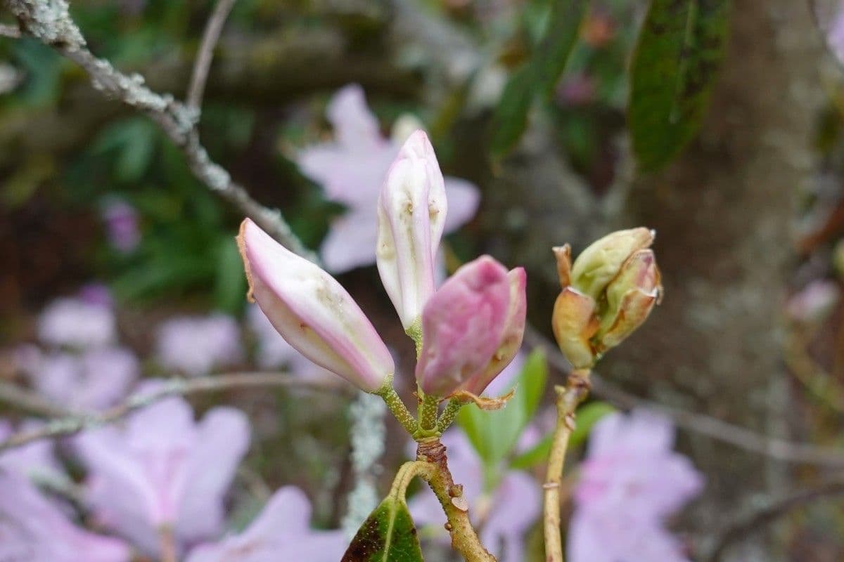 Rododendro 23