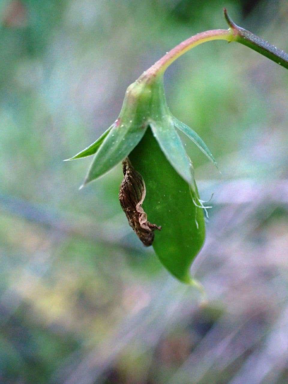 Cicerchia 4