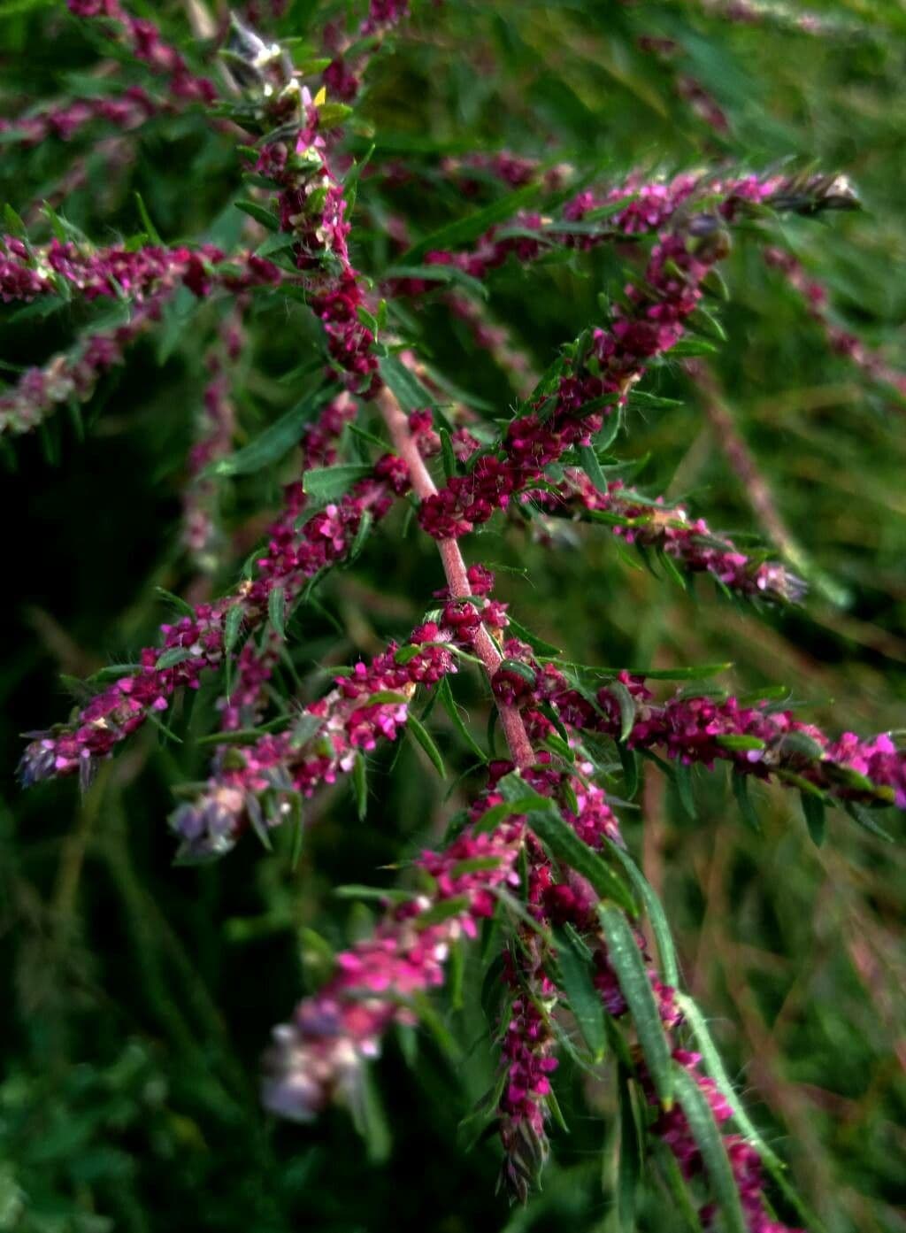 Scoparia 6