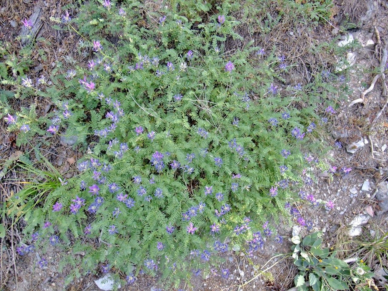 Astragalus onobrychis 8