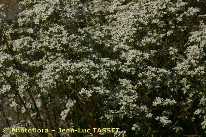 Saxifraga hostii 7