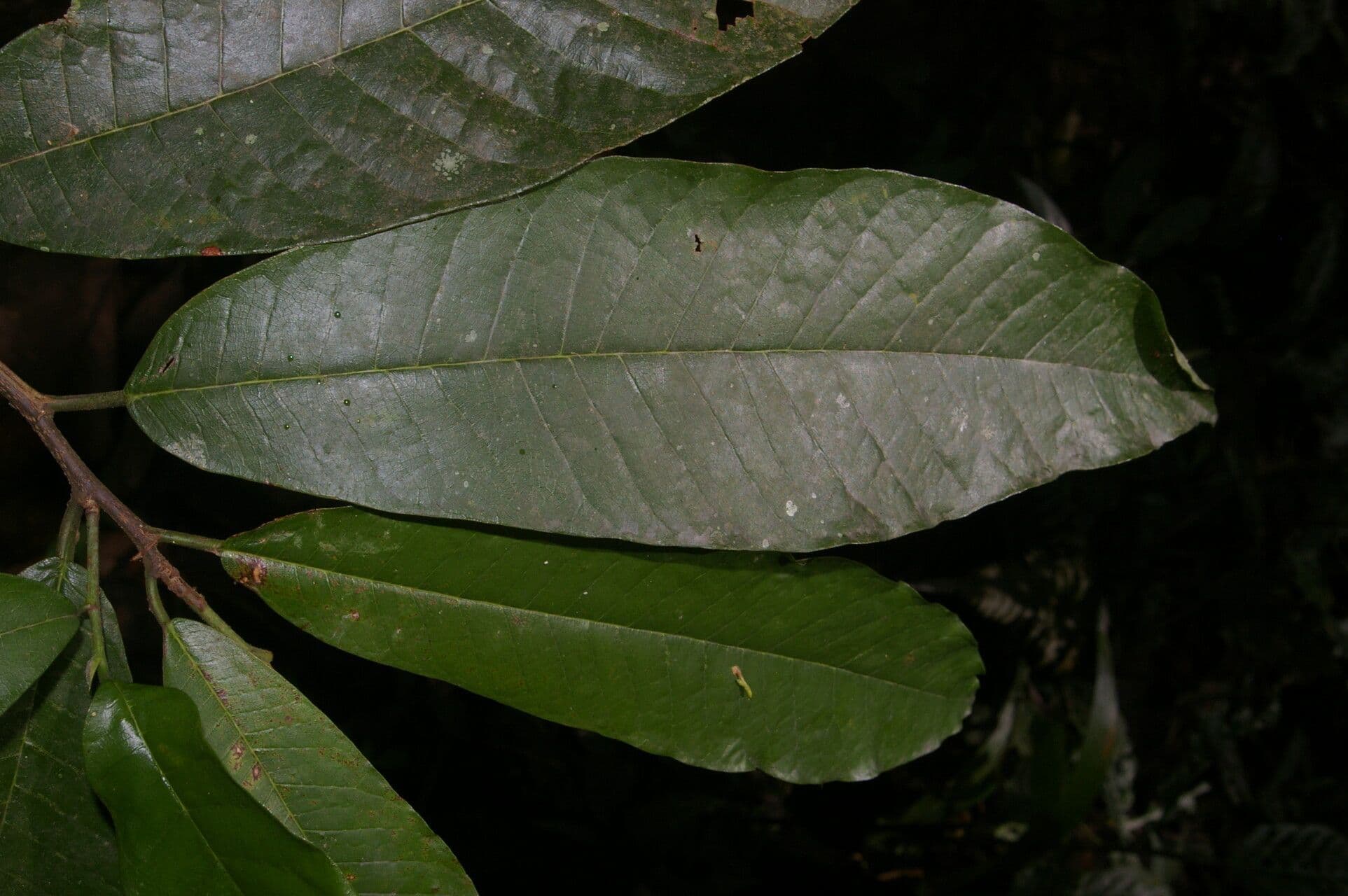 Brosimum lactescens