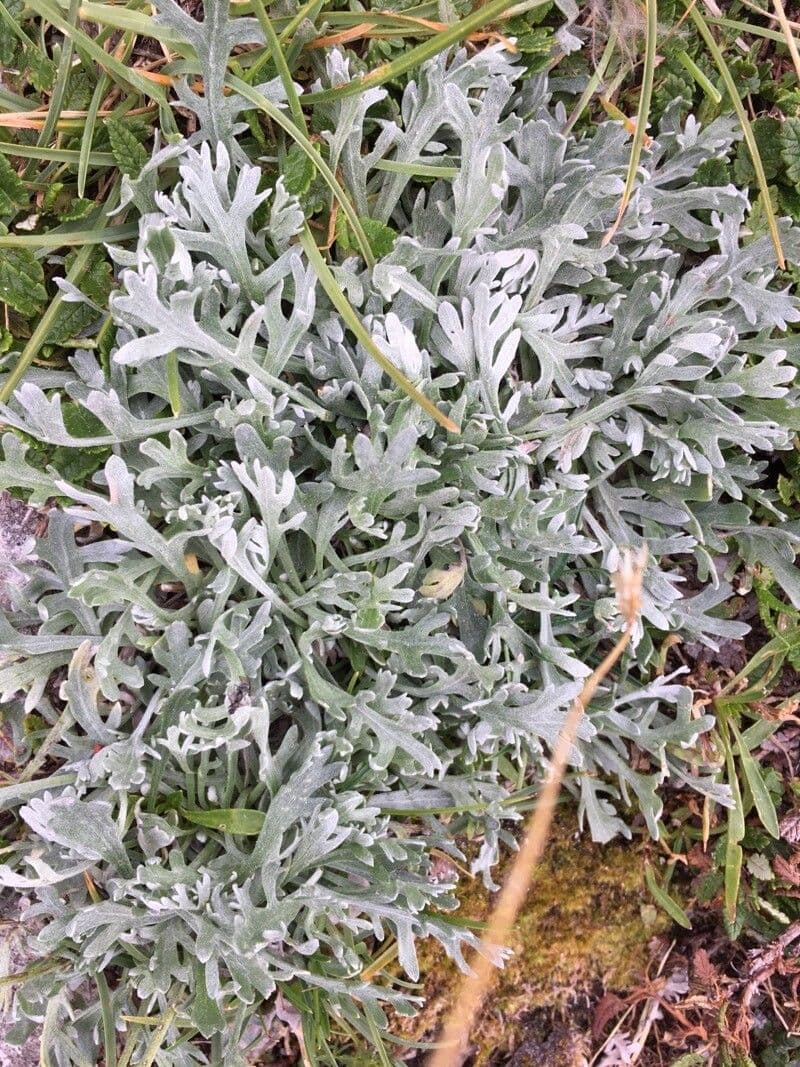 Achillea clavennae 25