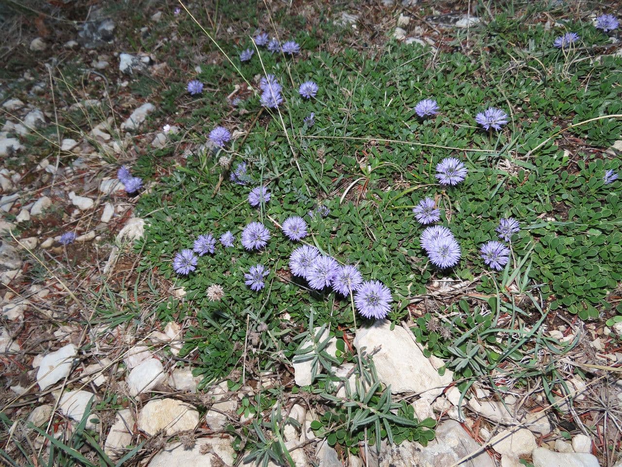 Globularia 9