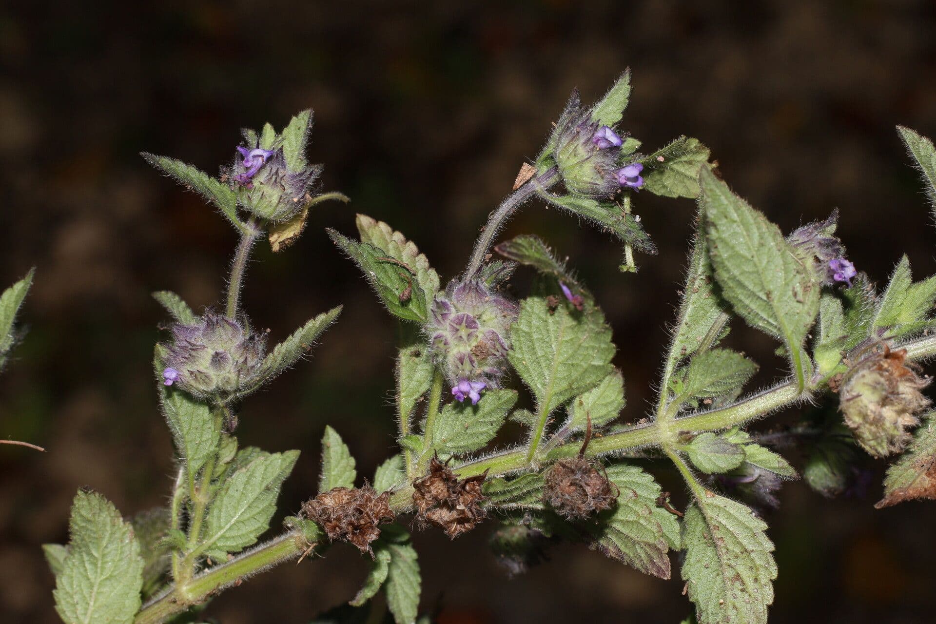 Marsypianthes 10