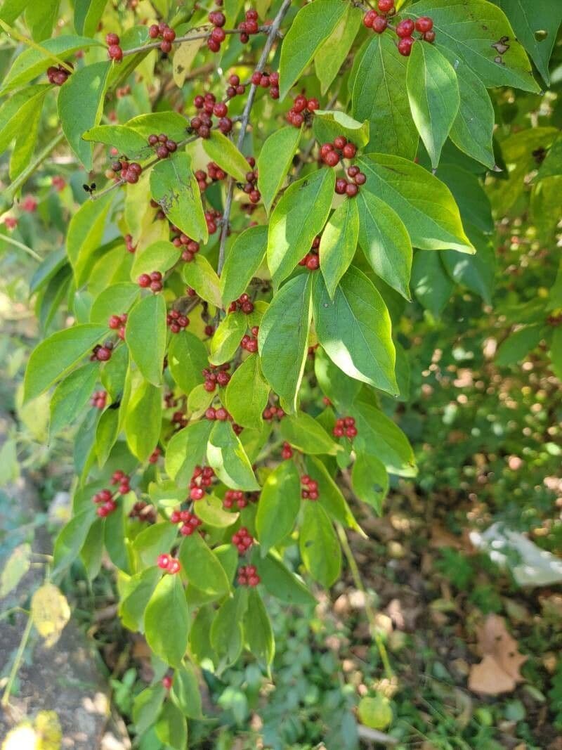 Houx verticillé 27