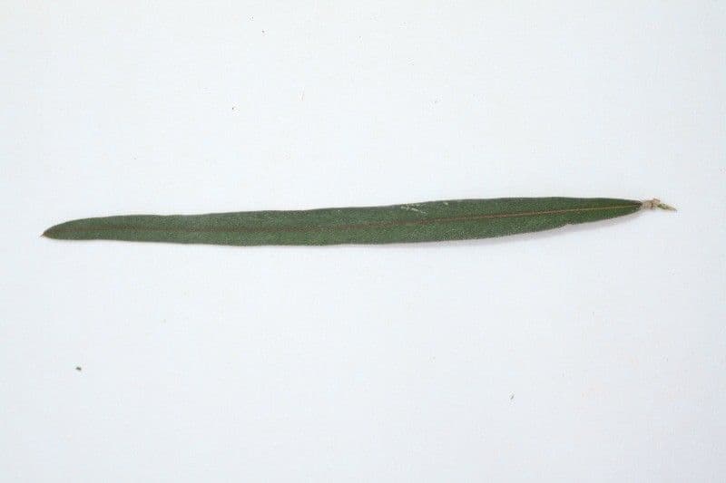 Indaco 27