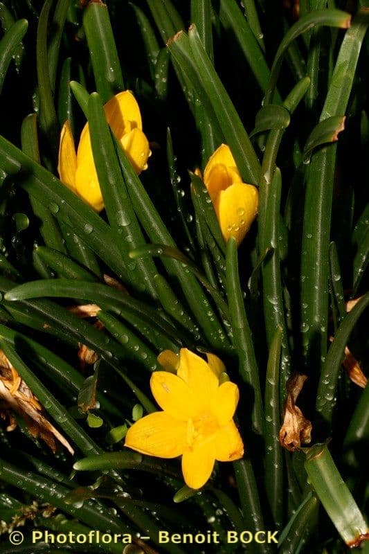 Sternbergie 20