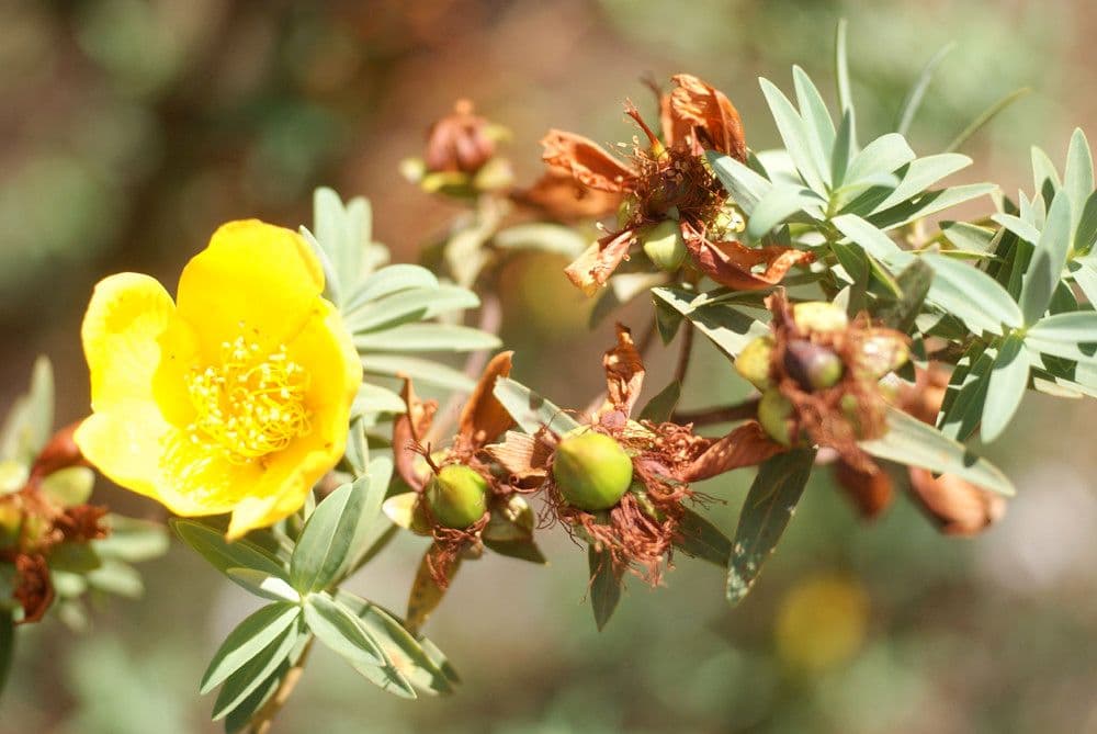 Millepertuis lancéolé 28