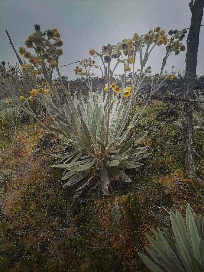 Frailejón 16