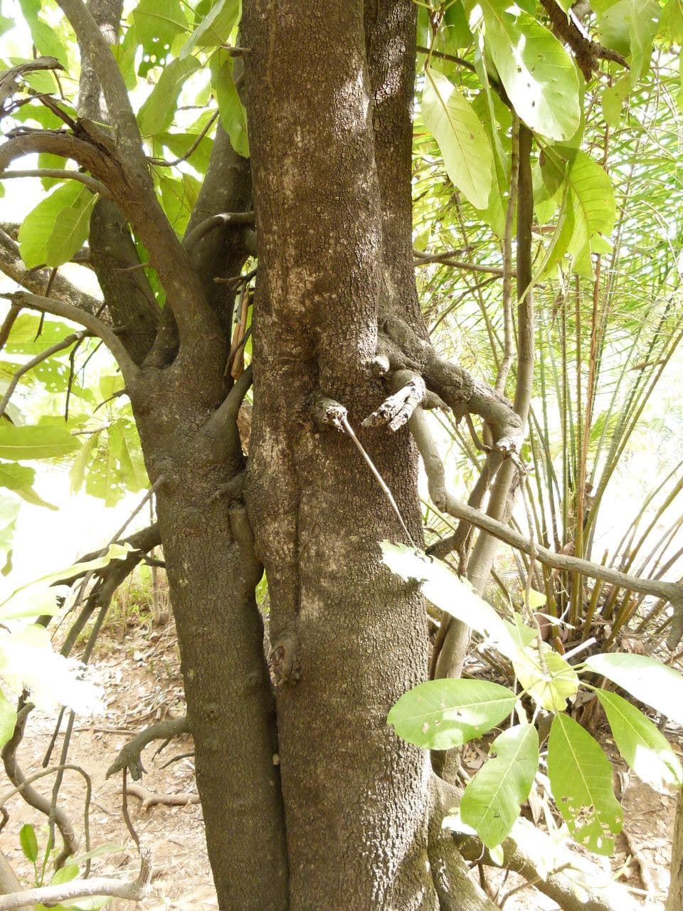 Togo-Uapaca 12