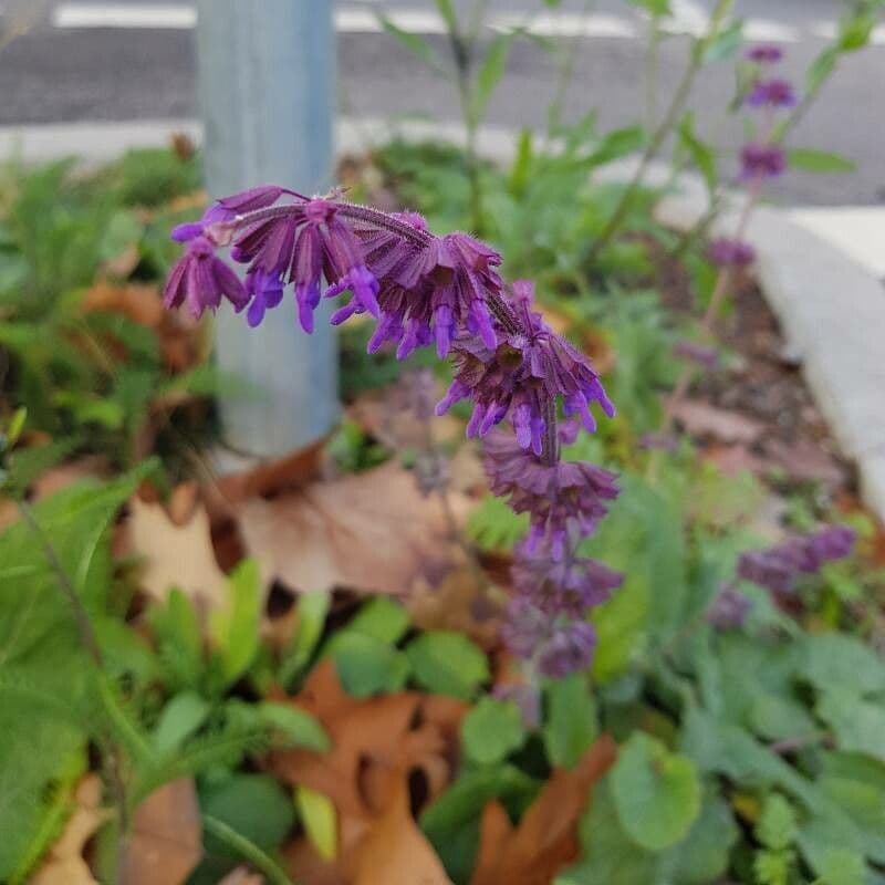Salvia verticillata 6
