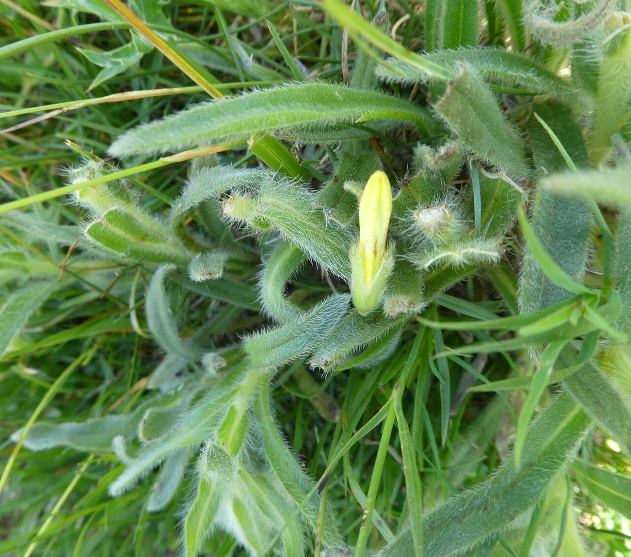 Onosma 20