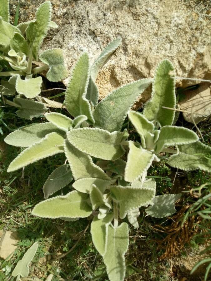 Gomera-Sideritis 5