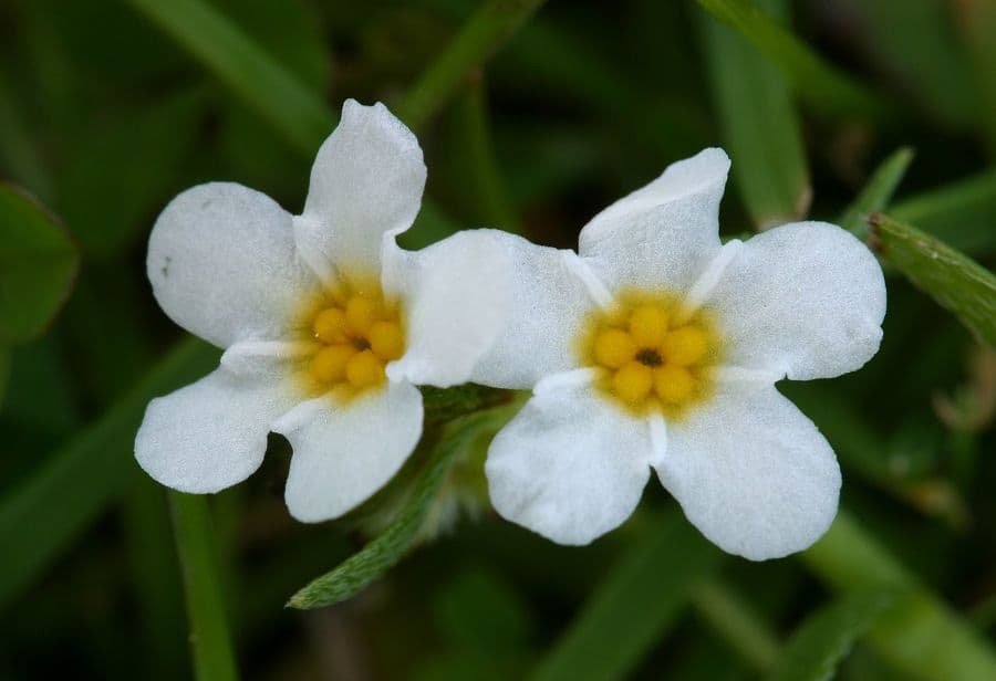 Plagiobothrys nothofulvus 9