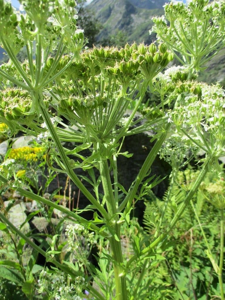 Pleurospermum austriaco 7