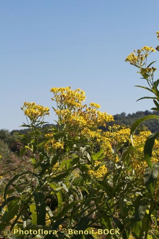 Senecio sarracenico 10